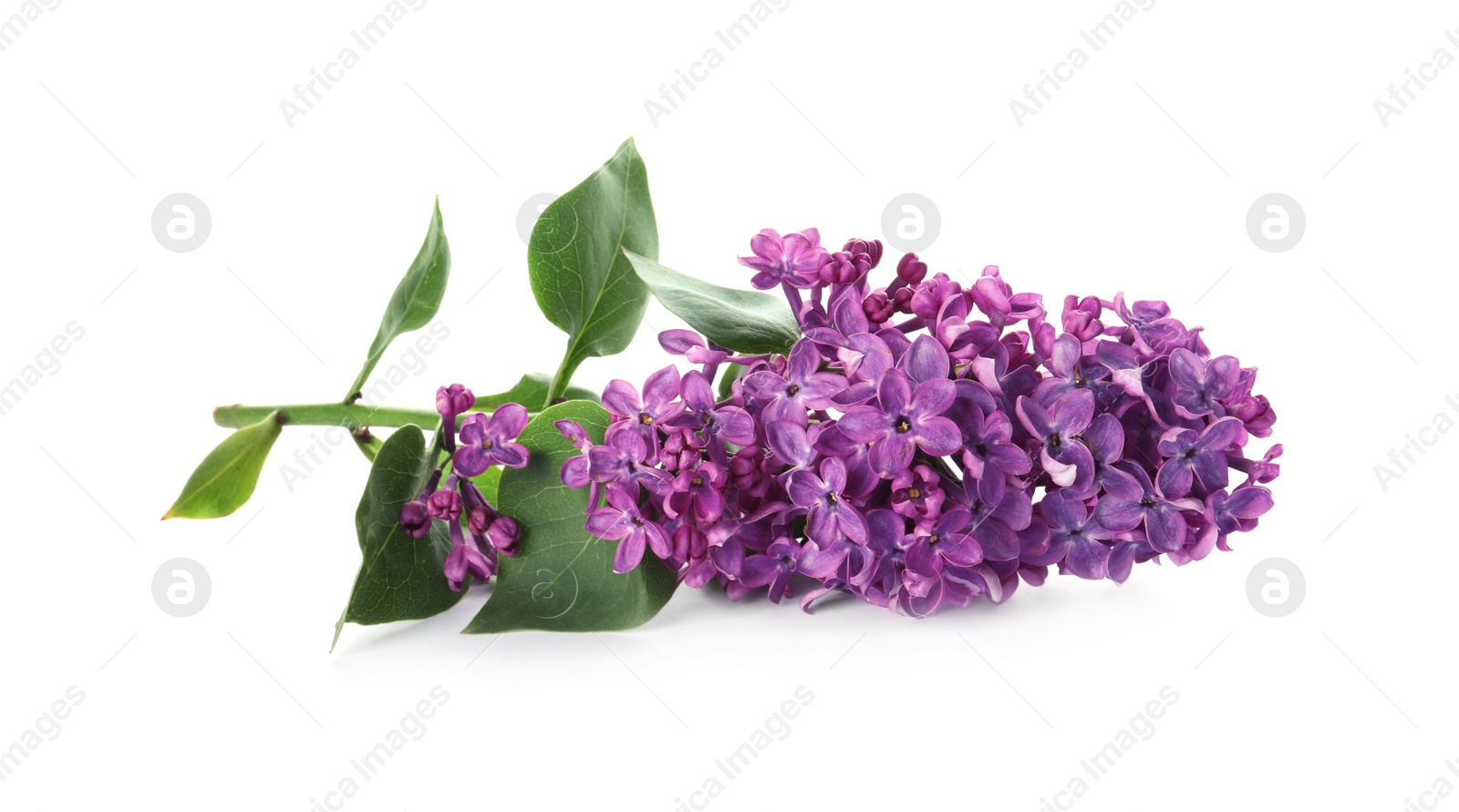 Photo of Beautiful blossoming lilac branch with leaves isolated on white