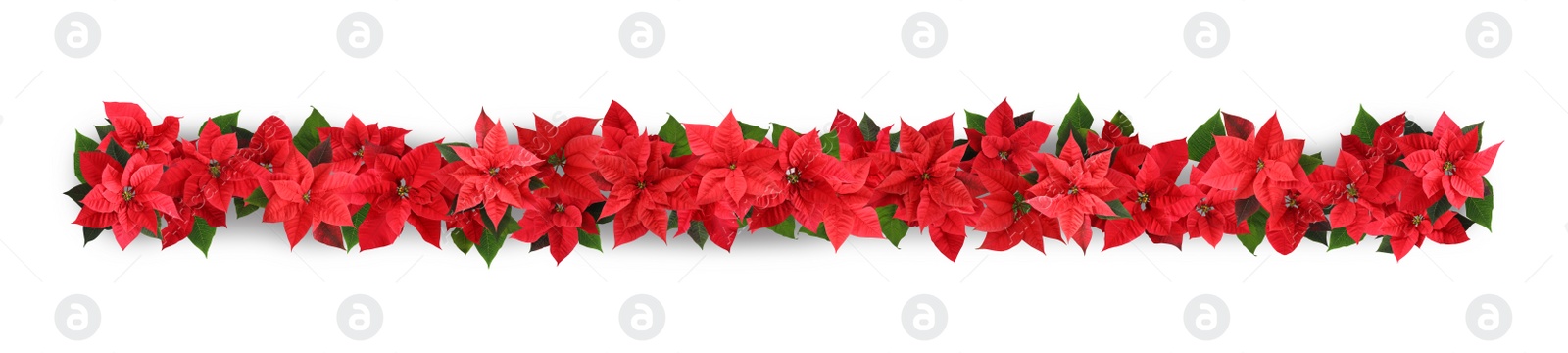 Image of Christmas traditional Poinsettia flowers on white background, top view. Banner design 