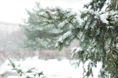 Photo of Coniferous branches covered with fresh snow, closeup