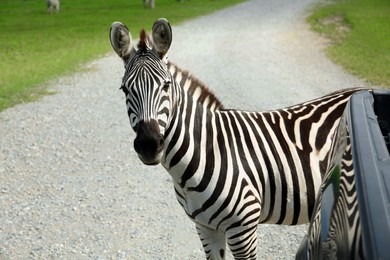 Photo of Beautiful striped African zebra near car in safari park