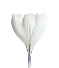 Photo of Beautiful spring crocus flower on white background