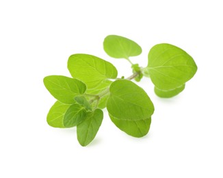 Photo of Sprig of fresh green oregano isolated on white