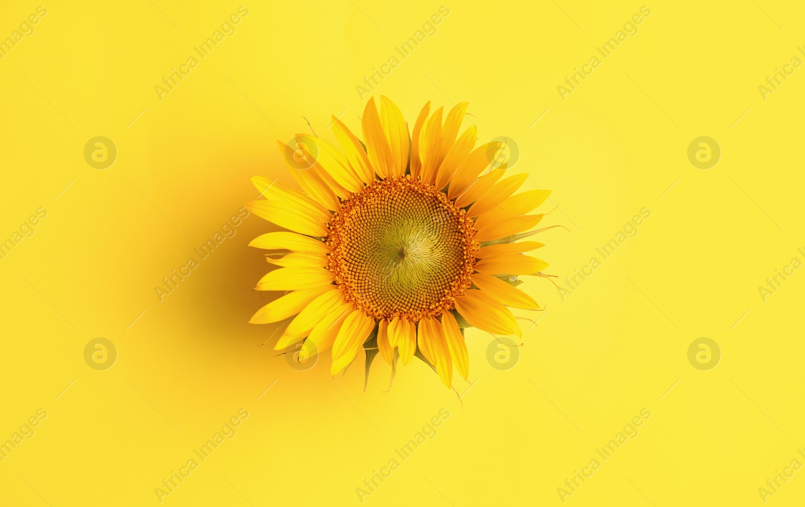 Photo of Beautiful bright sunflower on yellow background, top view