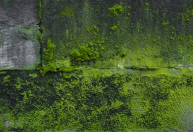 Photo of View of textured wall with green moss outdoors, closeup