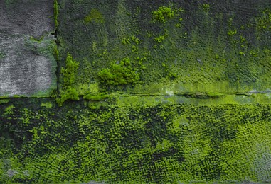 View of textured wall with green moss outdoors, closeup