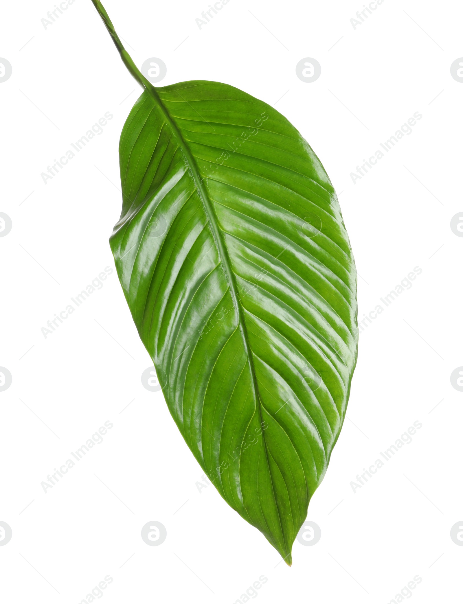 Photo of Beautiful tropical Spathiphyllum leaf on white background