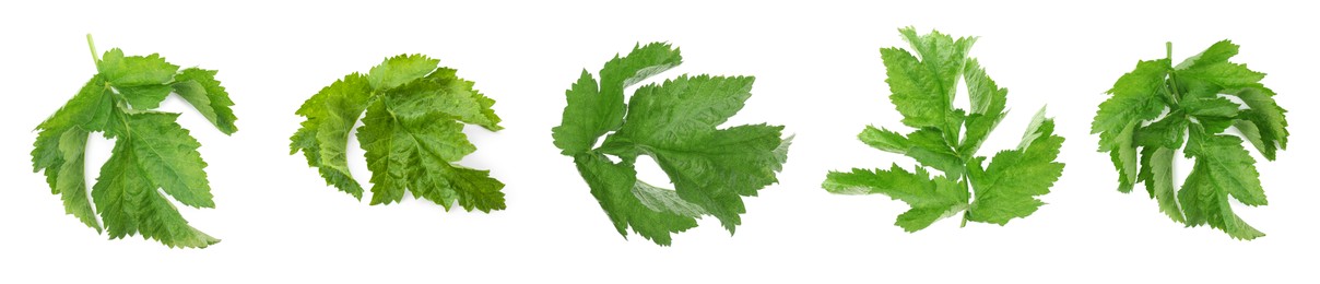 Image of Set with fresh parsnip leaves on white background