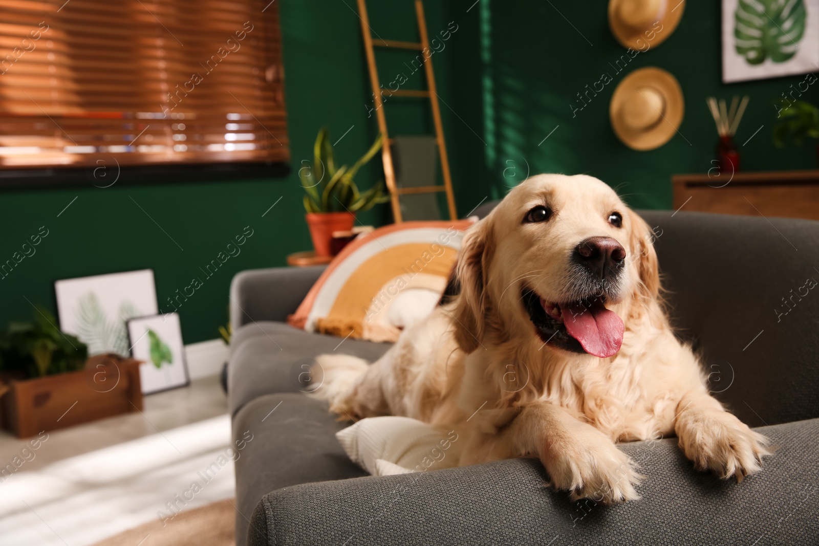 Photo of Cute Golden Labrador Retriever on couch. Modern living room interior