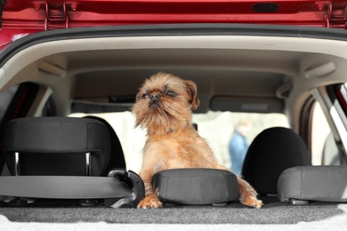 Photo of Adorable little dog in car. Exciting travel