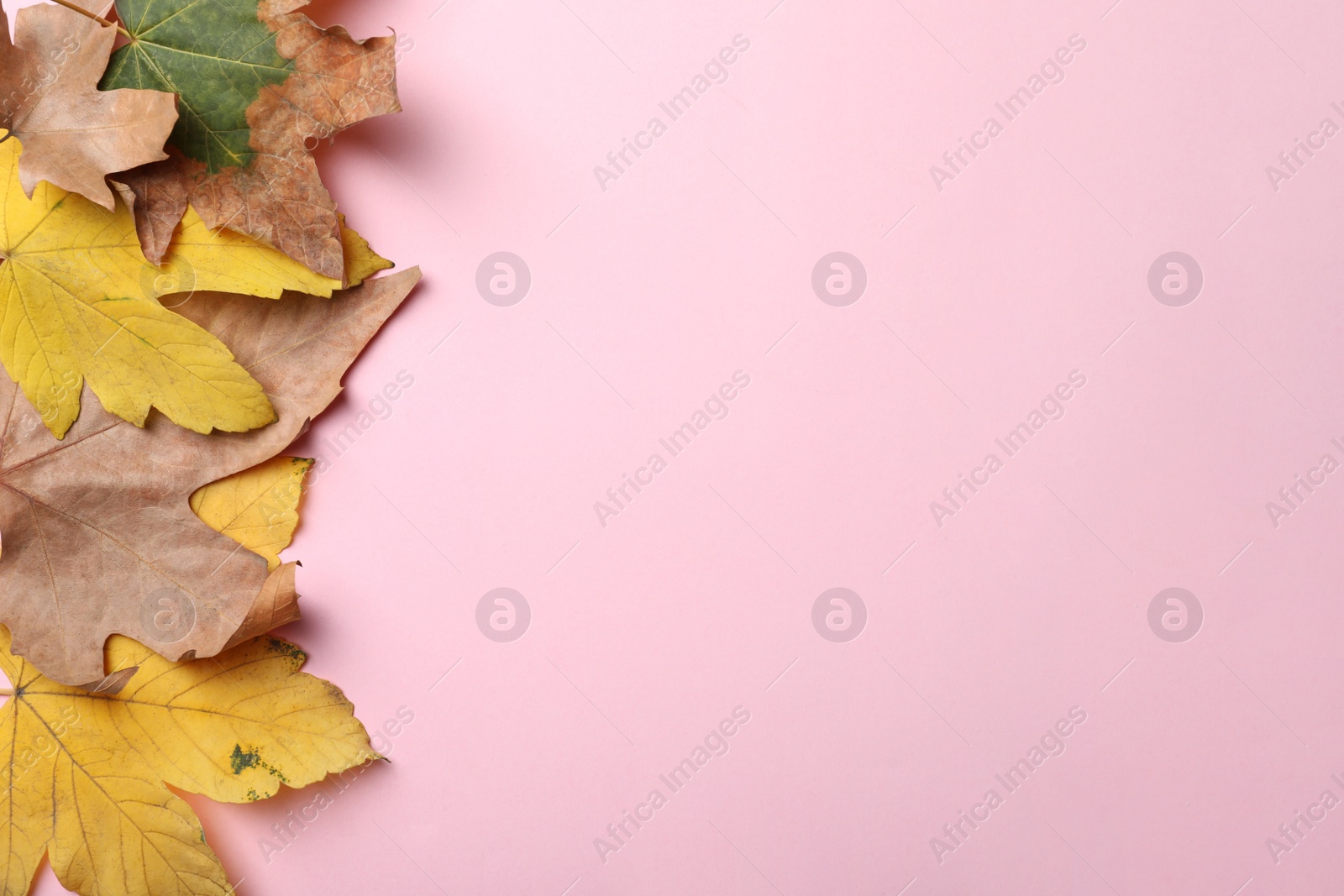 Photo of Colorful autumn leaves on pink background, flat lay. Space for text