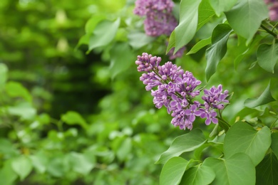 Blossoming lilac outdoors on spring day