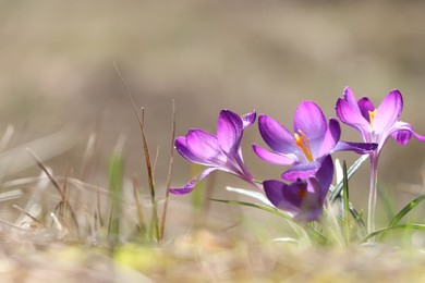 Fresh purple crocus flowers growing on blurred background