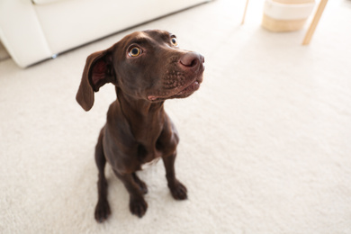 Photo of Beautiful brown German Shorthaired Pointer dog at home