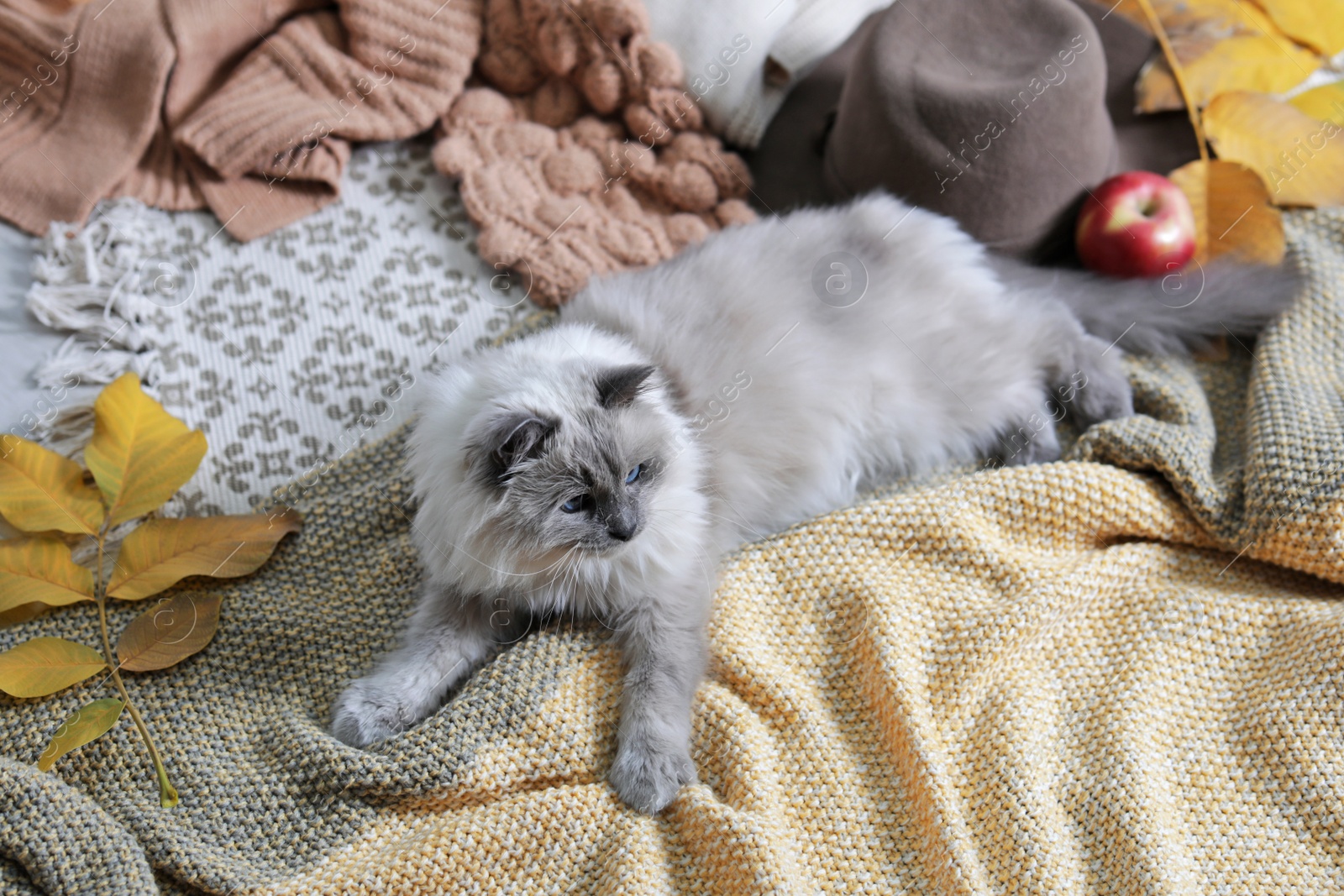 Photo of Cute cat with knitted blanket on floor at home. Warm and cozy winter