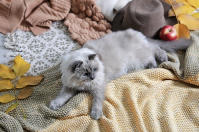 Cute cat with knitted blanket on floor at home. Warm and cozy winter