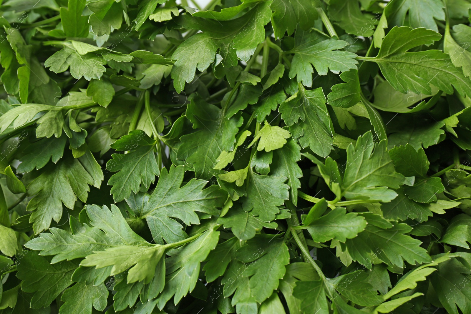 Photo of Fresh green organic parsley as background, closeup