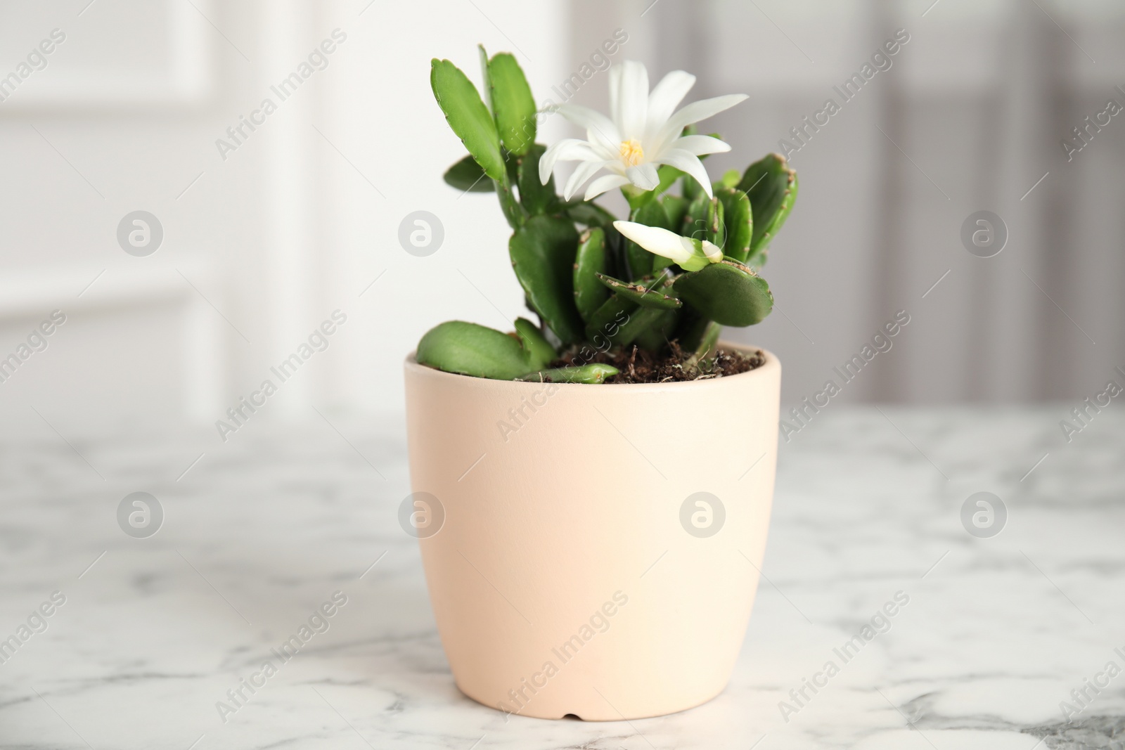 Photo of Beautiful blooming Schlumbergera (Christmas or Thanksgiving cactus) in pot on white marble table indoors