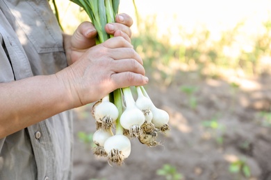 Photo of Farmer holding fresh ripe garlic in field