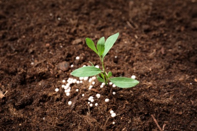 Photo of Green plant in soil with chemical fertilizer. Gardening season