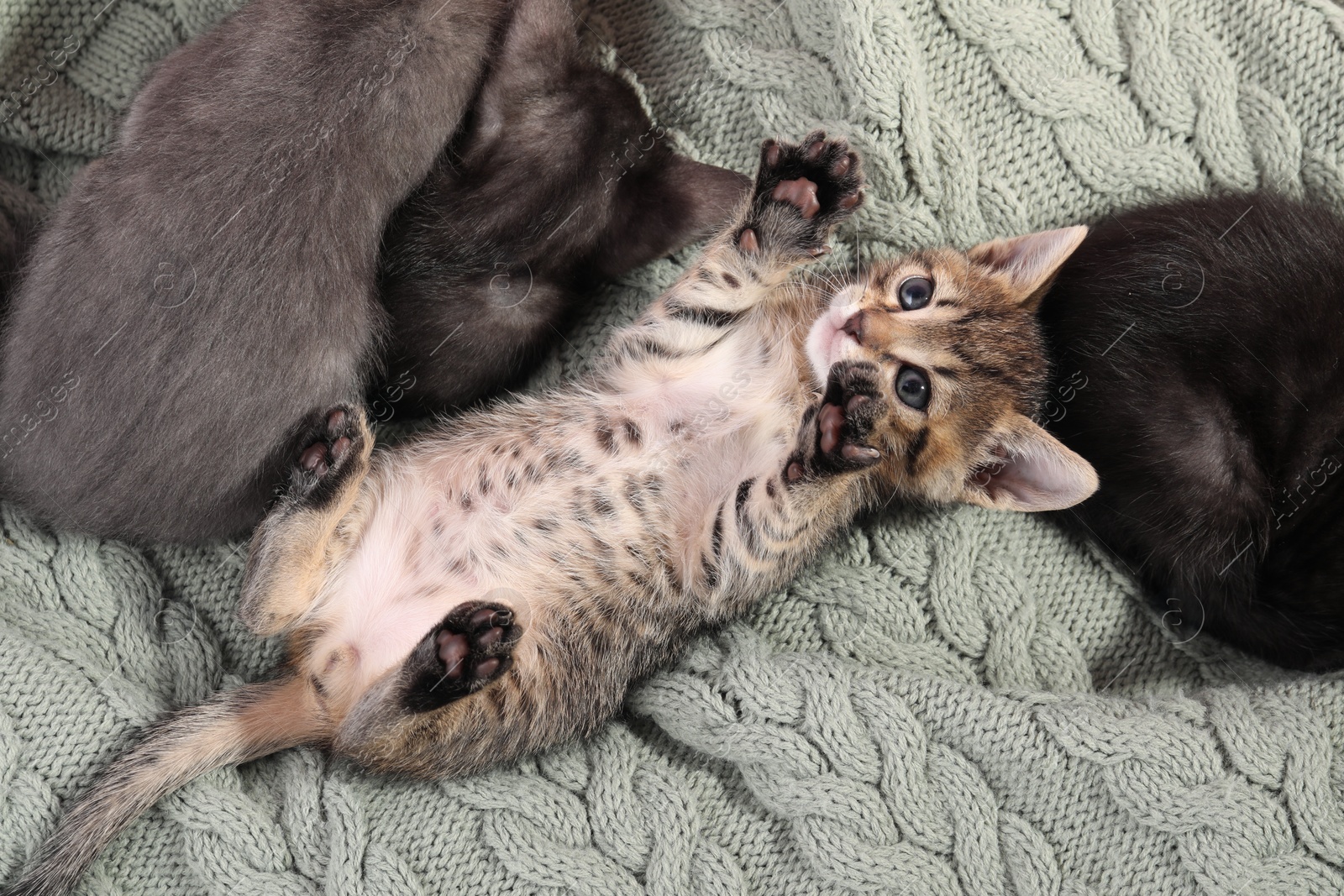 Photo of Cute fluffy kittens on blanket, top view. Baby animals