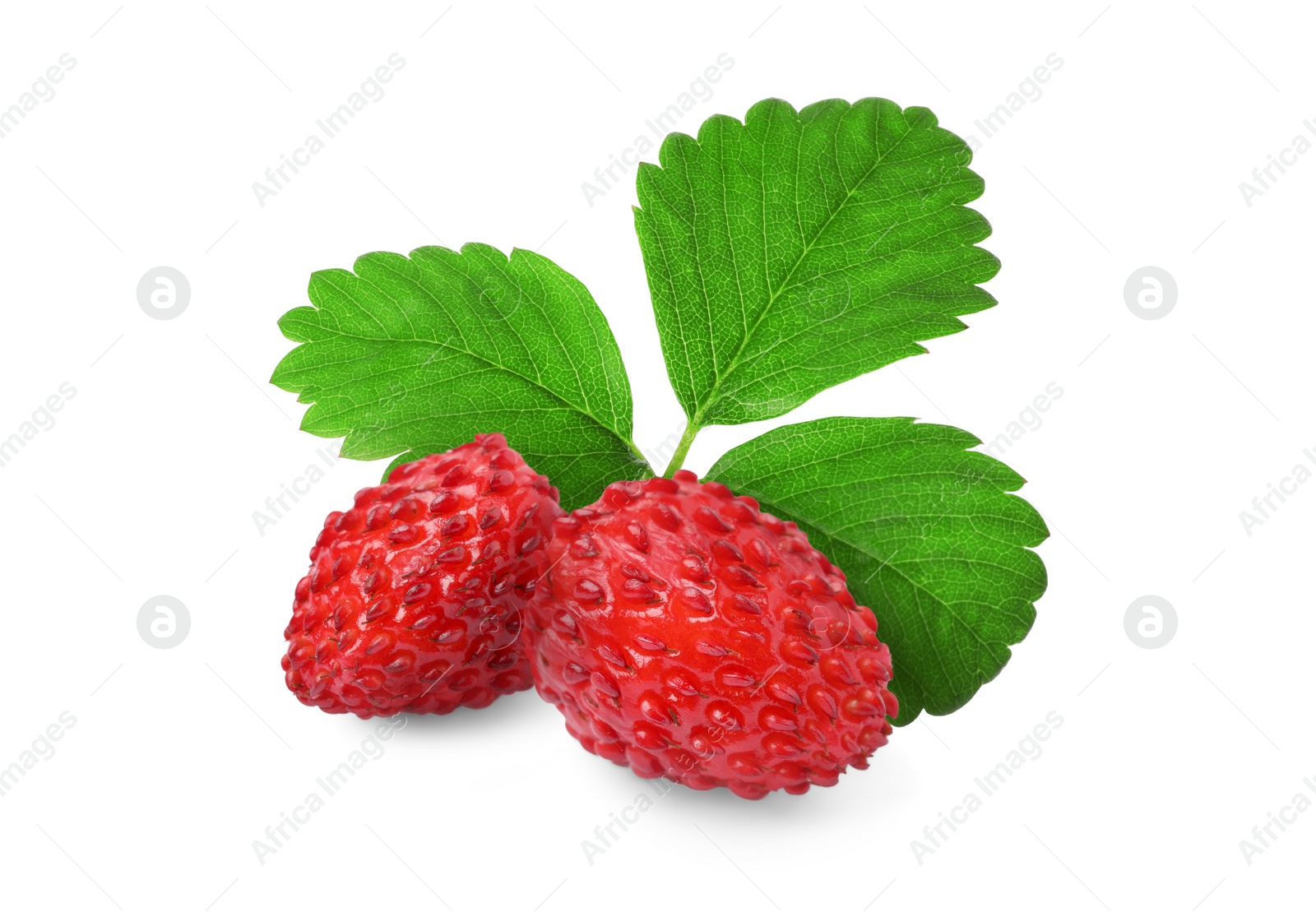 Image of Fresh ripe wild strawberries with green leaves isolated on white