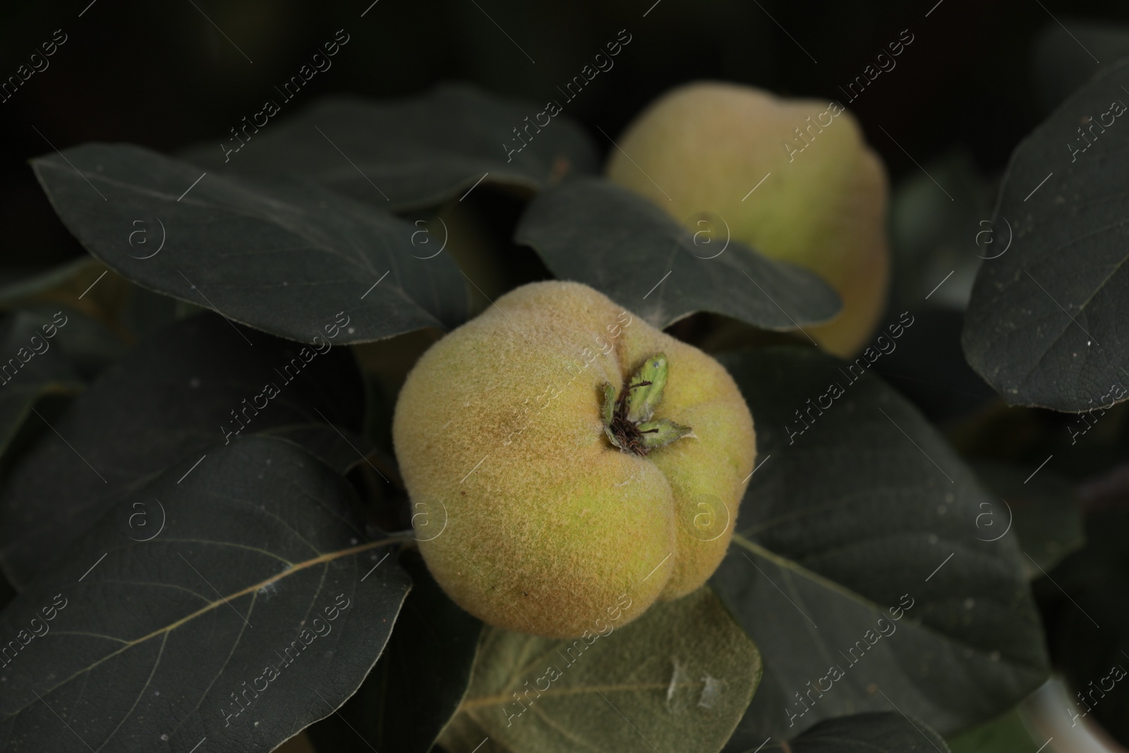 Photo of Closeup view of quince tree with ripening fruit outdoors