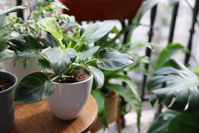 Photo of Many different beautiful plants in pots on balcony. Space for text