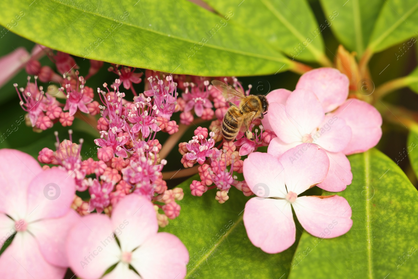 Photo of Honeybee collecting pollen from beautiful flowers outdoors, closeup