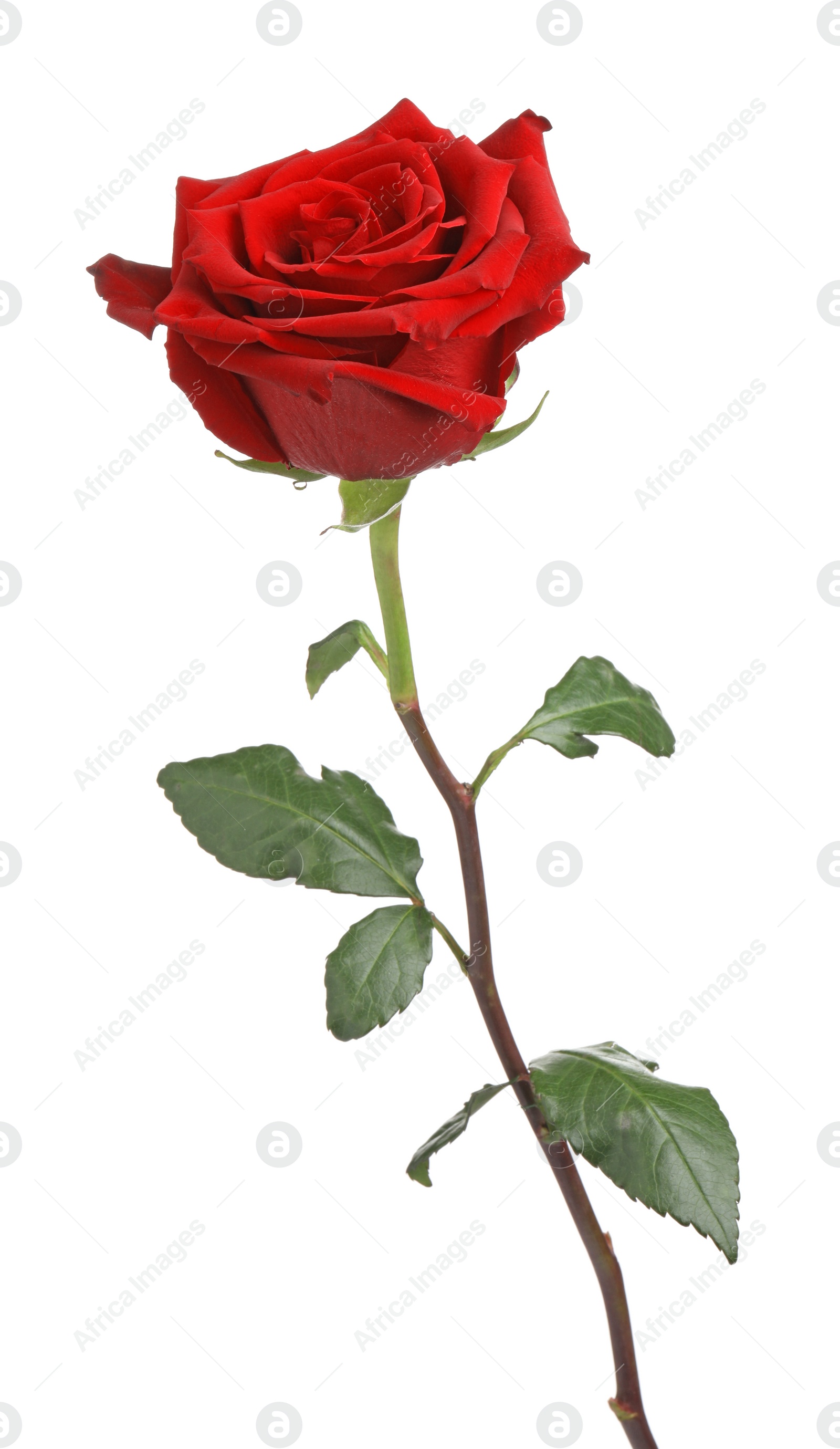 Photo of Beautiful fresh red rose isolated on white