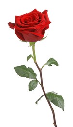 Beautiful fresh red rose isolated on white