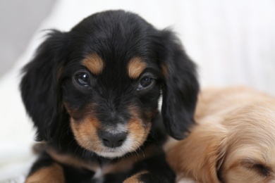 Photo of Cute English Cocker Spaniel puppies on blurred background, closeup