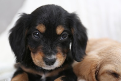 Cute English Cocker Spaniel puppies on blurred background, closeup