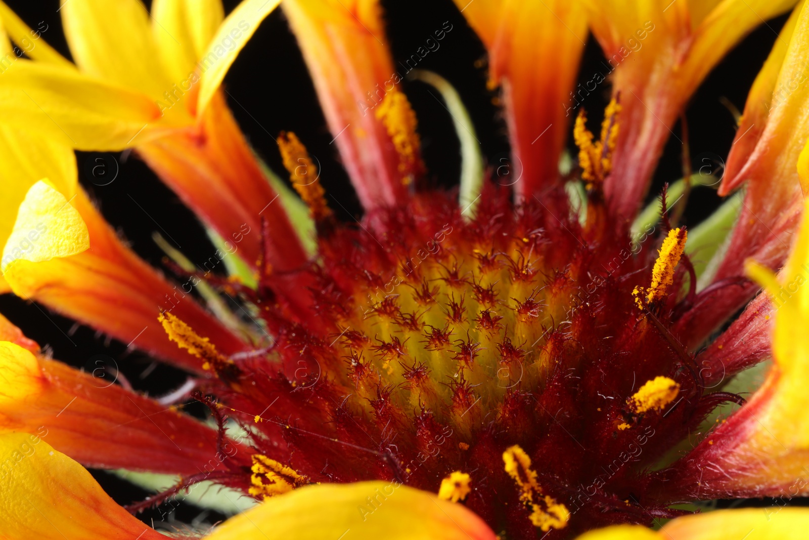 Photo of One beautiful flower against black background, macro