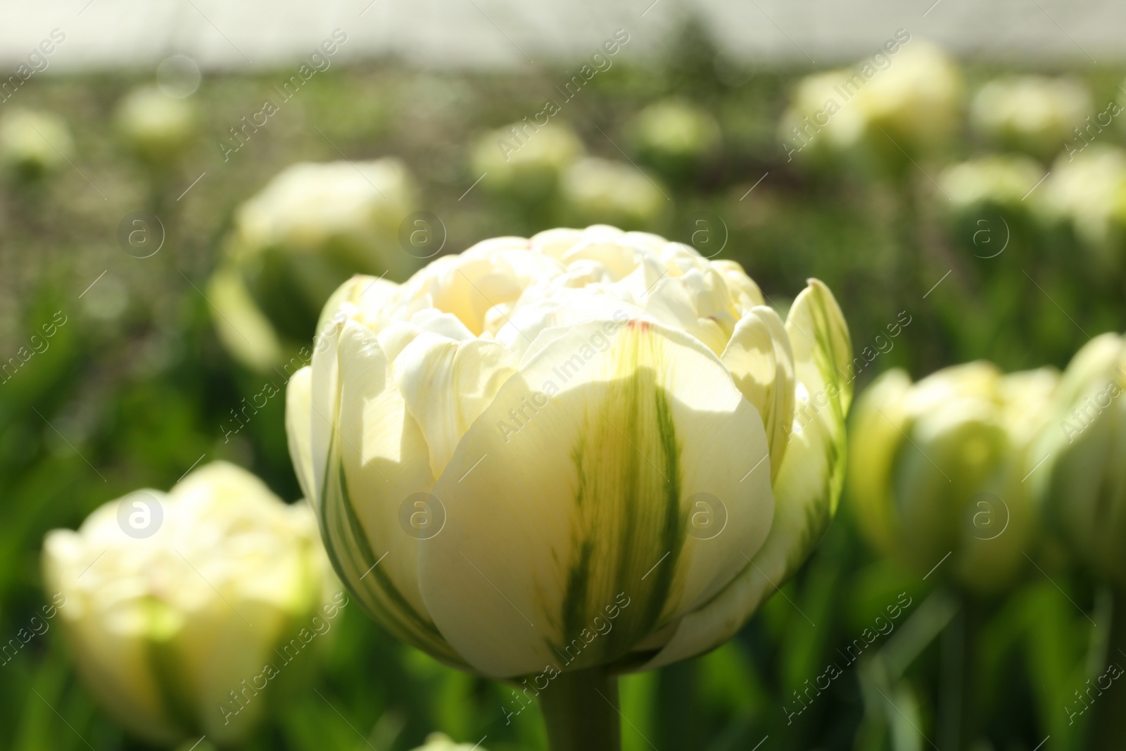 Photo of Beautiful blooming tulip outdoors on sunny day