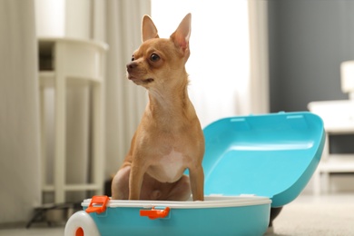Photo of Cute Chihuahua dog in blue suitcase indoors. Pet friendly hotel