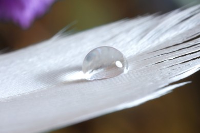 Macro photo of water drop on white feather against blurred background