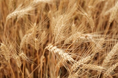 Photo of Beautiful ripe wheat spikes in agricultural field, closeup