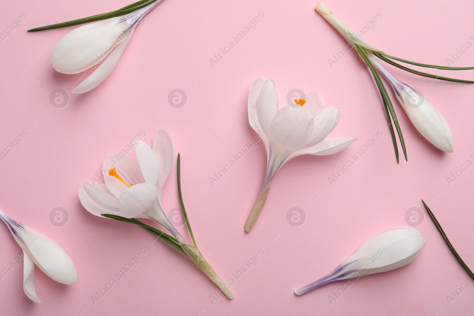 Photo of Beautiful white crocus flowers on pink background, flat lay