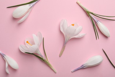 Beautiful white crocus flowers on pink background, flat lay