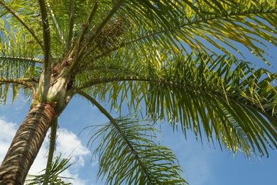 Photo of Beautiful green palm tree against blue sky