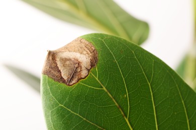 Photo of Houseplant with damaged leaf on white background, closeup