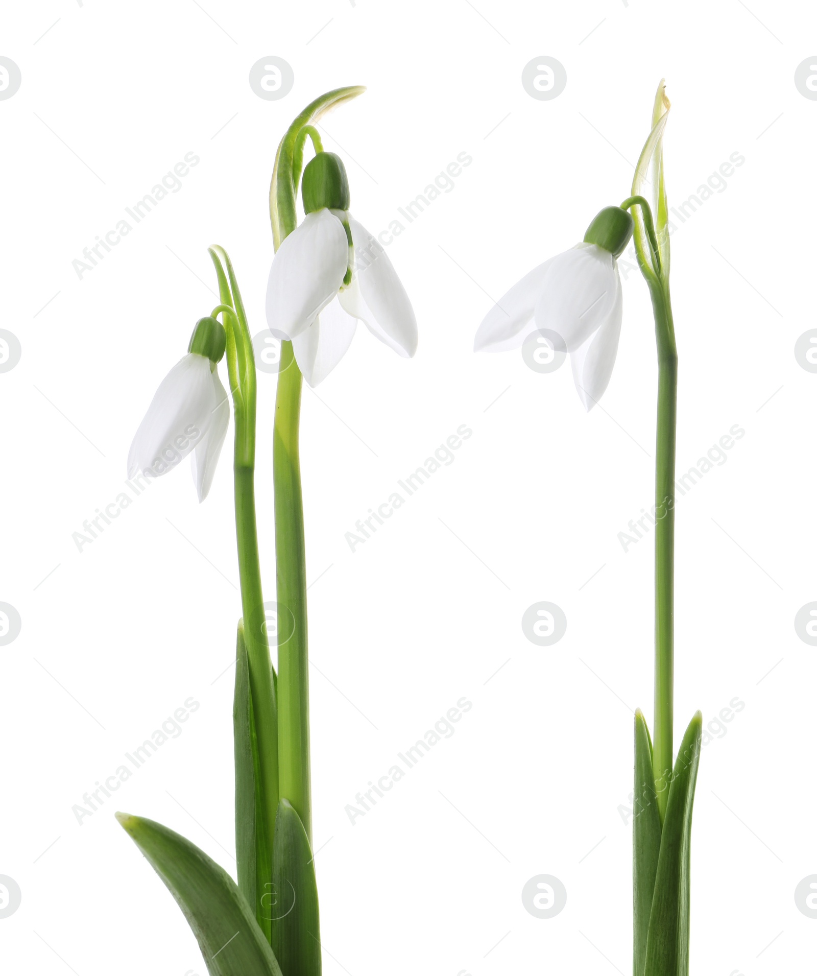 Photo of Beautiful snowdrops on white background. Spring flowers
