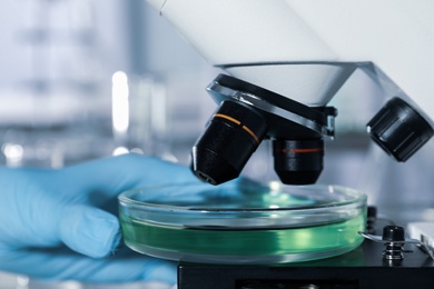 Scientist putting Petri dish with liquid under microscope, closeup. Laboratory analysis