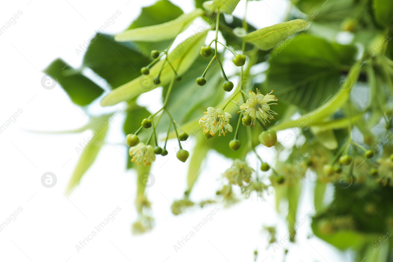 Photo of Green linden tree with fresh young leaves and blossom outdoors on sunny spring day, closeup