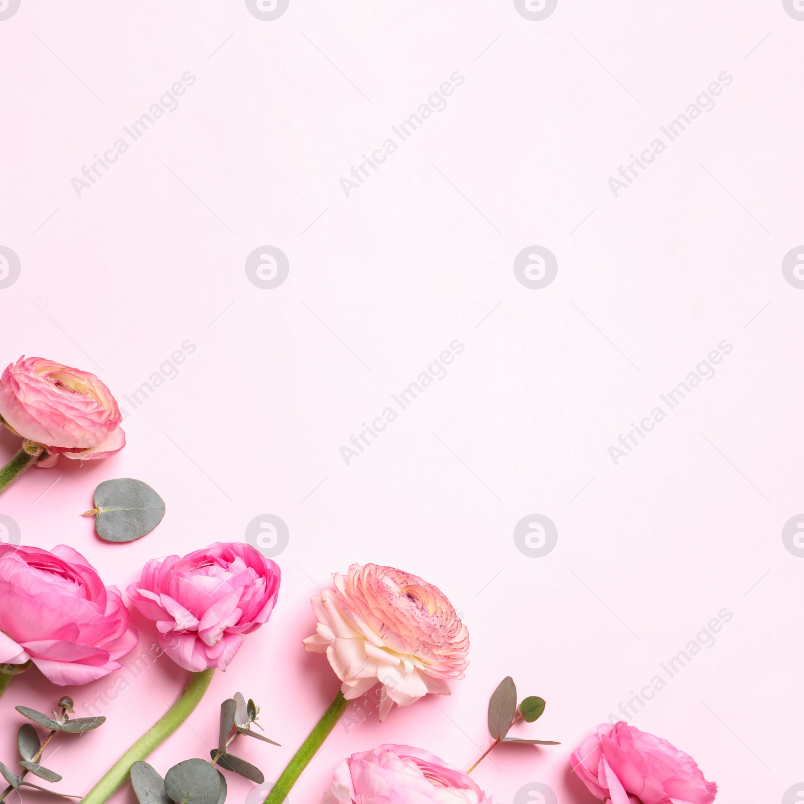 Photo of Beautiful ranunculus flowers on light pink background, flat lay. Space for text