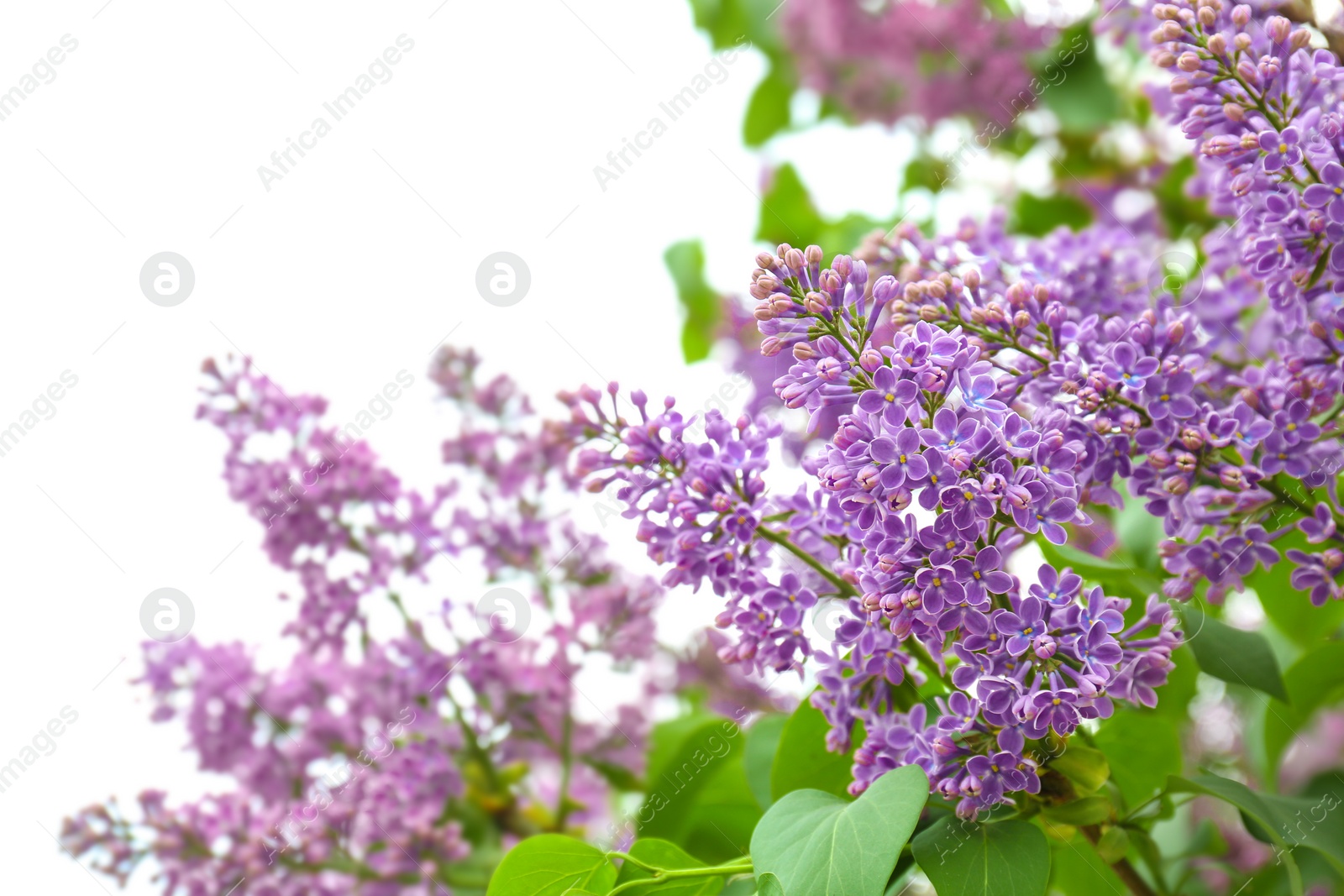 Photo of Blossoming lilac outdoors on spring day