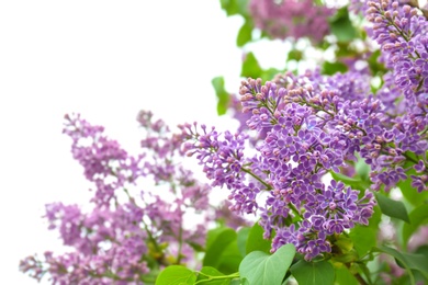 Blossoming lilac outdoors on spring day