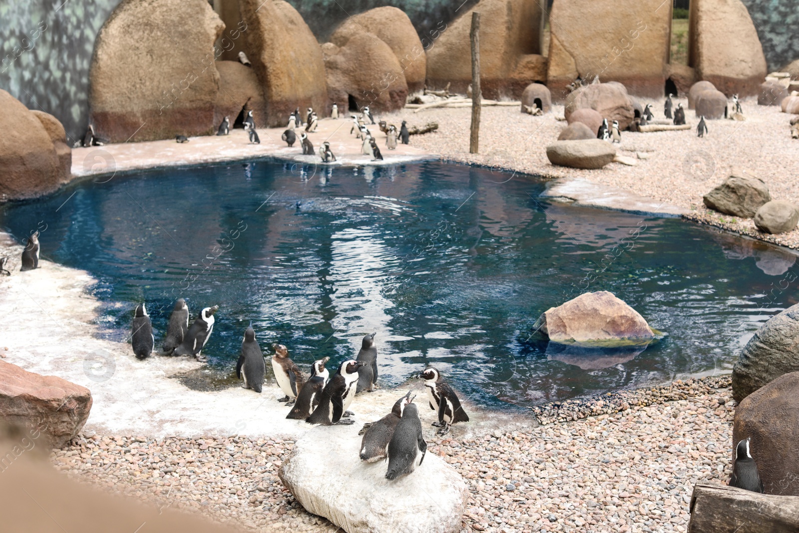 Photo of Penguin pavilion with pond in zoological garden