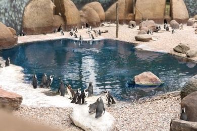 Penguin pavilion with pond in zoological garden