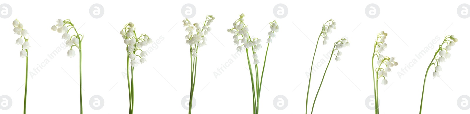 Image of Collage with beautiful lilies of the valley on white background. Banner design